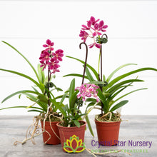 Sarcochilus Rosella 'Spot' x Zoe 'Habit' (140)
