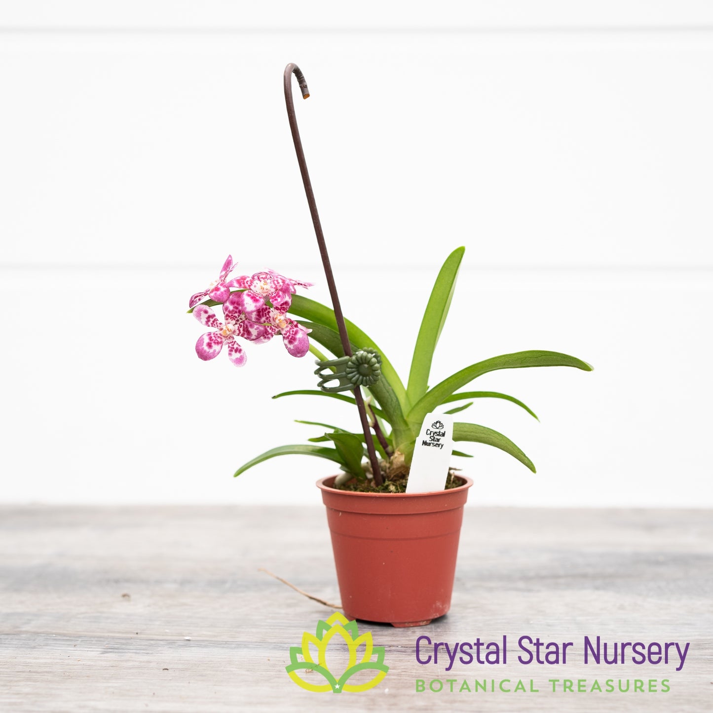 Sarcochilus Rosella 'Spot' x Zoe 'Habit' (140)