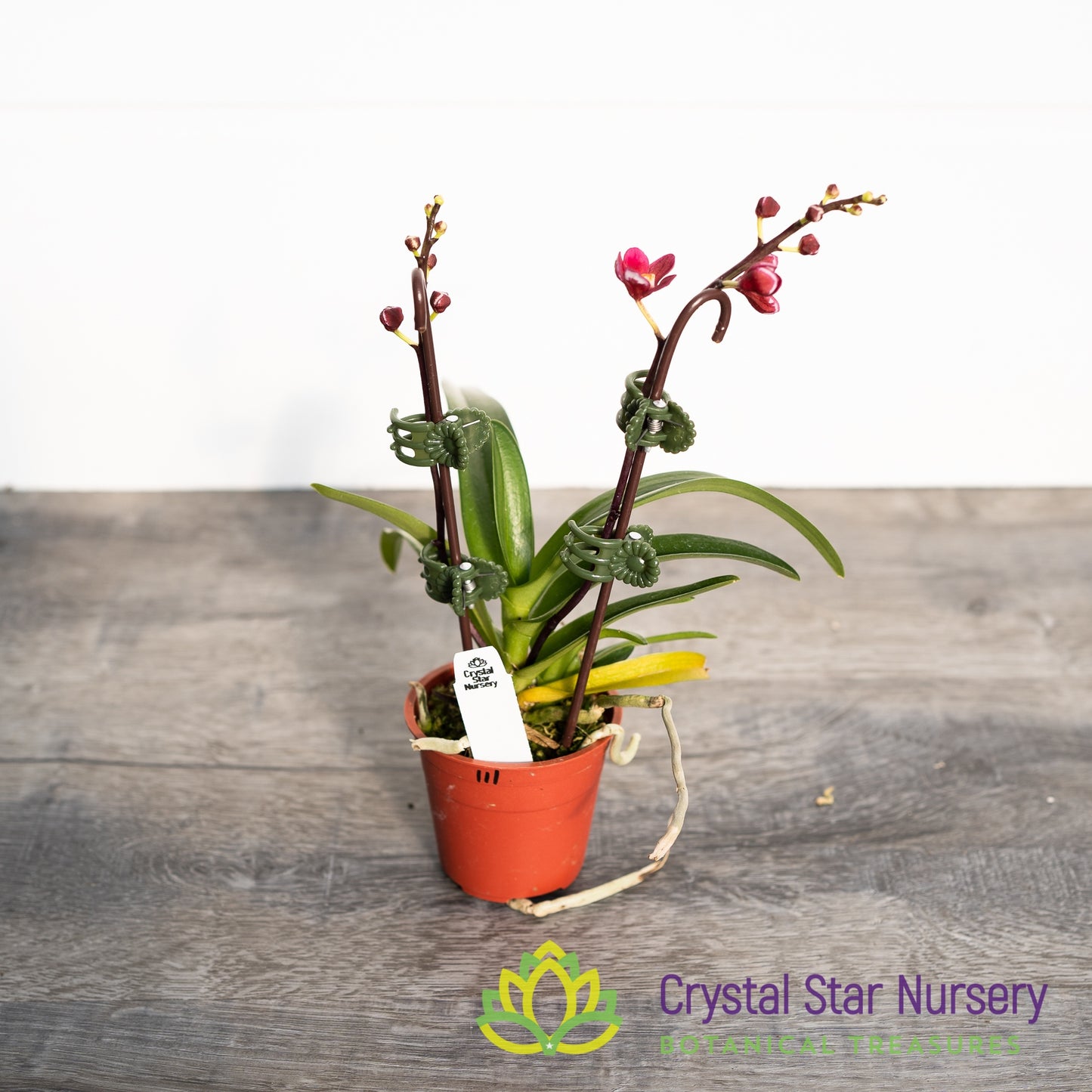 Sarcochilus (Kulnura Ripple x Kulnura Dazzel 'Ultra') x (Karumba x Kulnura Vibrance 'Hot Hot Pink') (111)