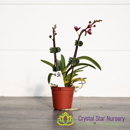 Sarcochilus (Kulnura Ripple x Kulnura Dazzel 'Ultra') x (Karumba x Kulnura Vibrance 'Hot Hot Pink') (111)