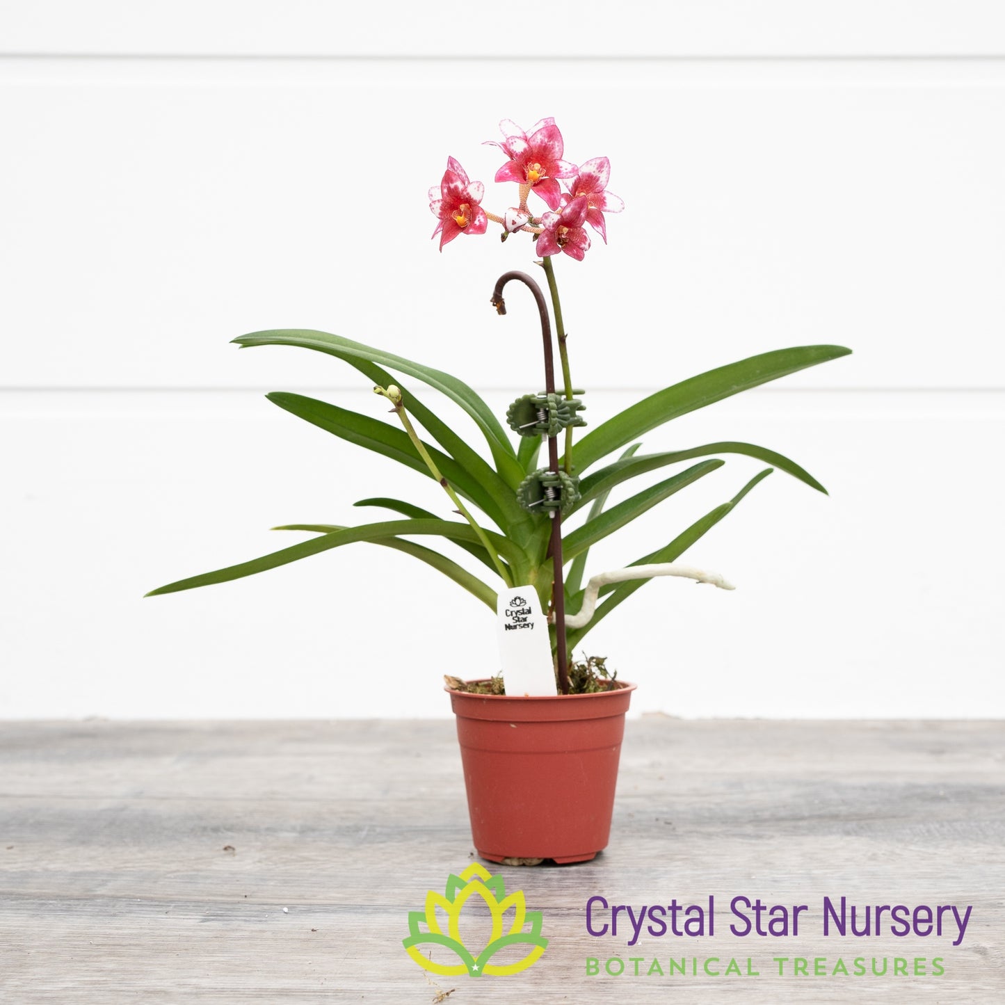Sarcochilus (Sweet Heart x Bunyip 'Dot') x Orange Glow 'Flames' (131)