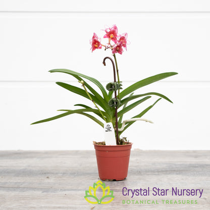 Sarcochilus (Sweet Heart x Bunyip 'Dot') x Orange Glow 'Flames' (131)