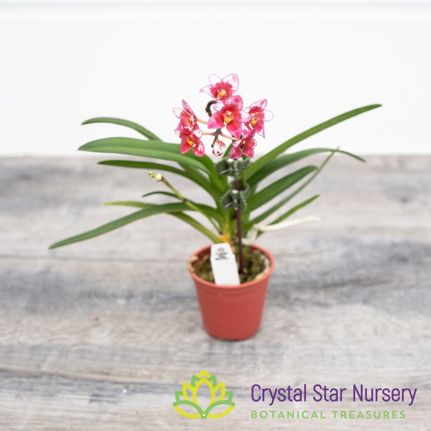 Sarcochilus (Sweet Heart x Bunyip 'Dot') x Orange Glow 'Flames' (131)