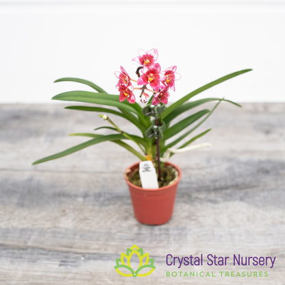 Sarcochilus (Sweet Heart x Bunyip 'Dot') x Orange Glow 'Flames' (131)