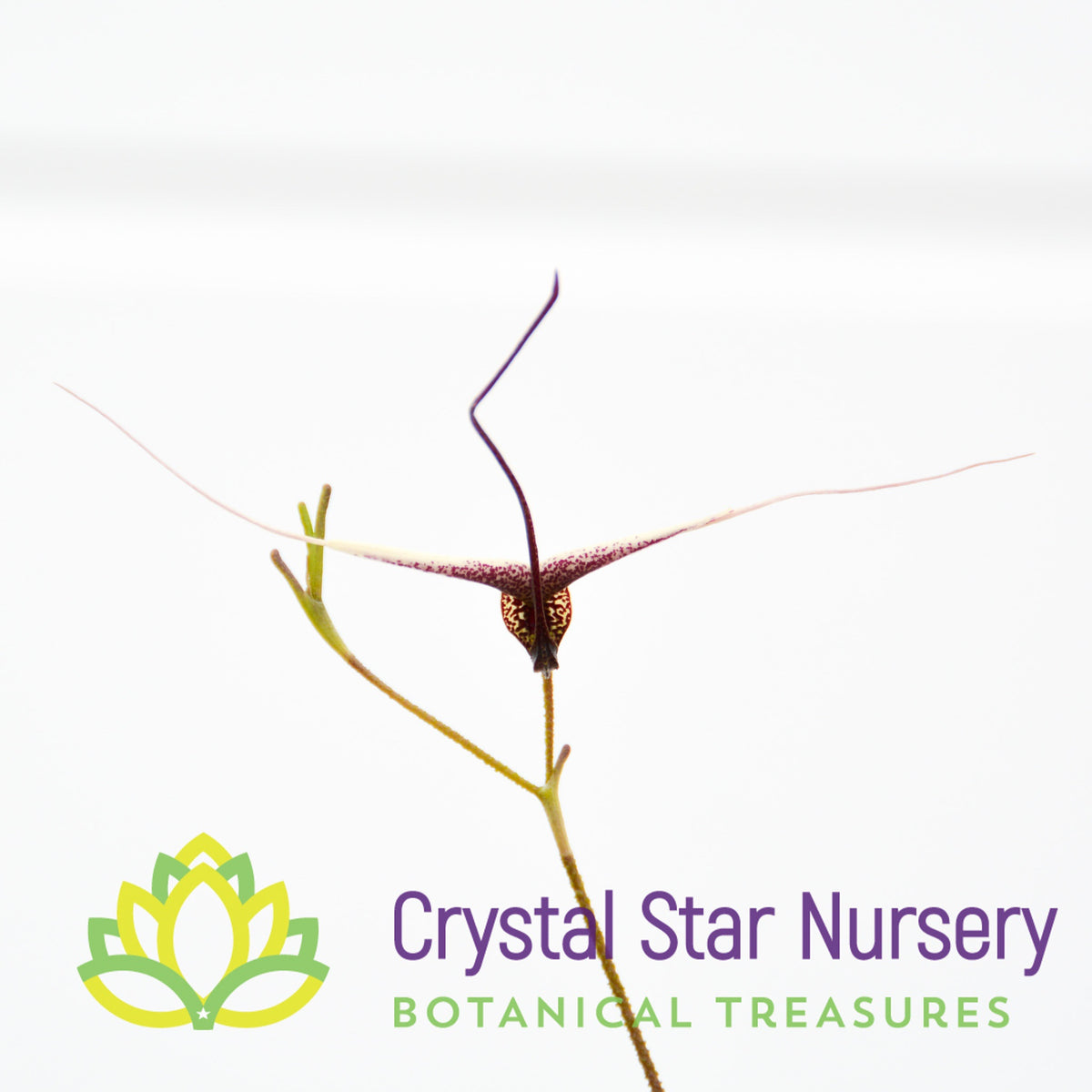 Scaphosepalum Gibberosum
