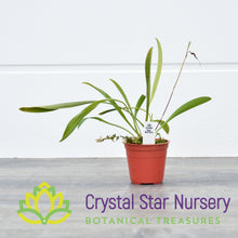 Scaphosepalum Gibberosum