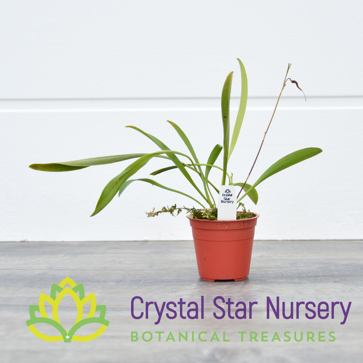 Scaphosepalum Gibberosum
