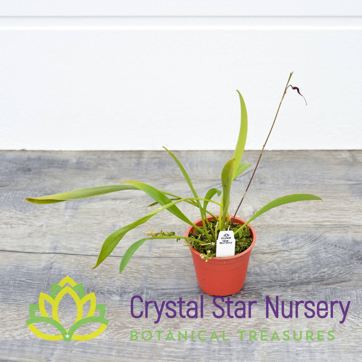 Scaphosepalum Gibberosum