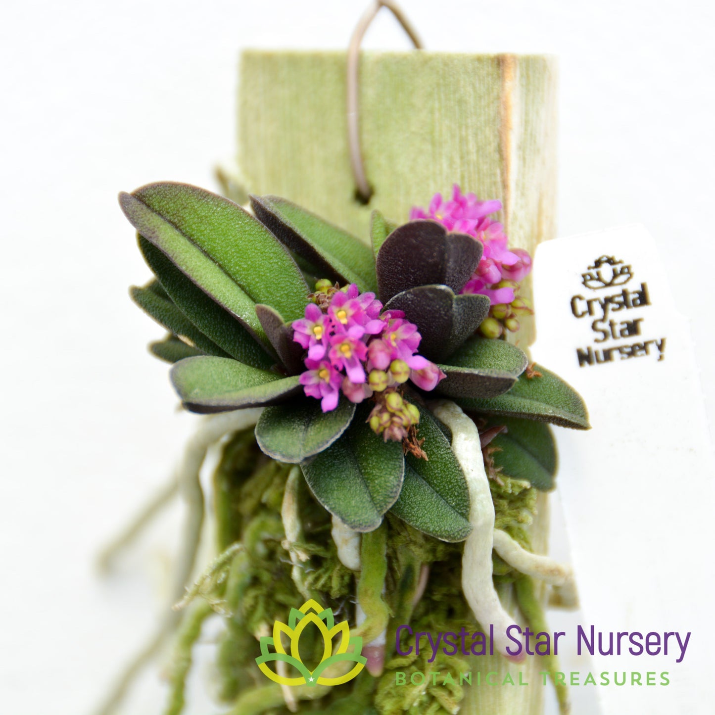 Schoenorchis fragrans