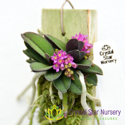 Schoenorchis fragrans