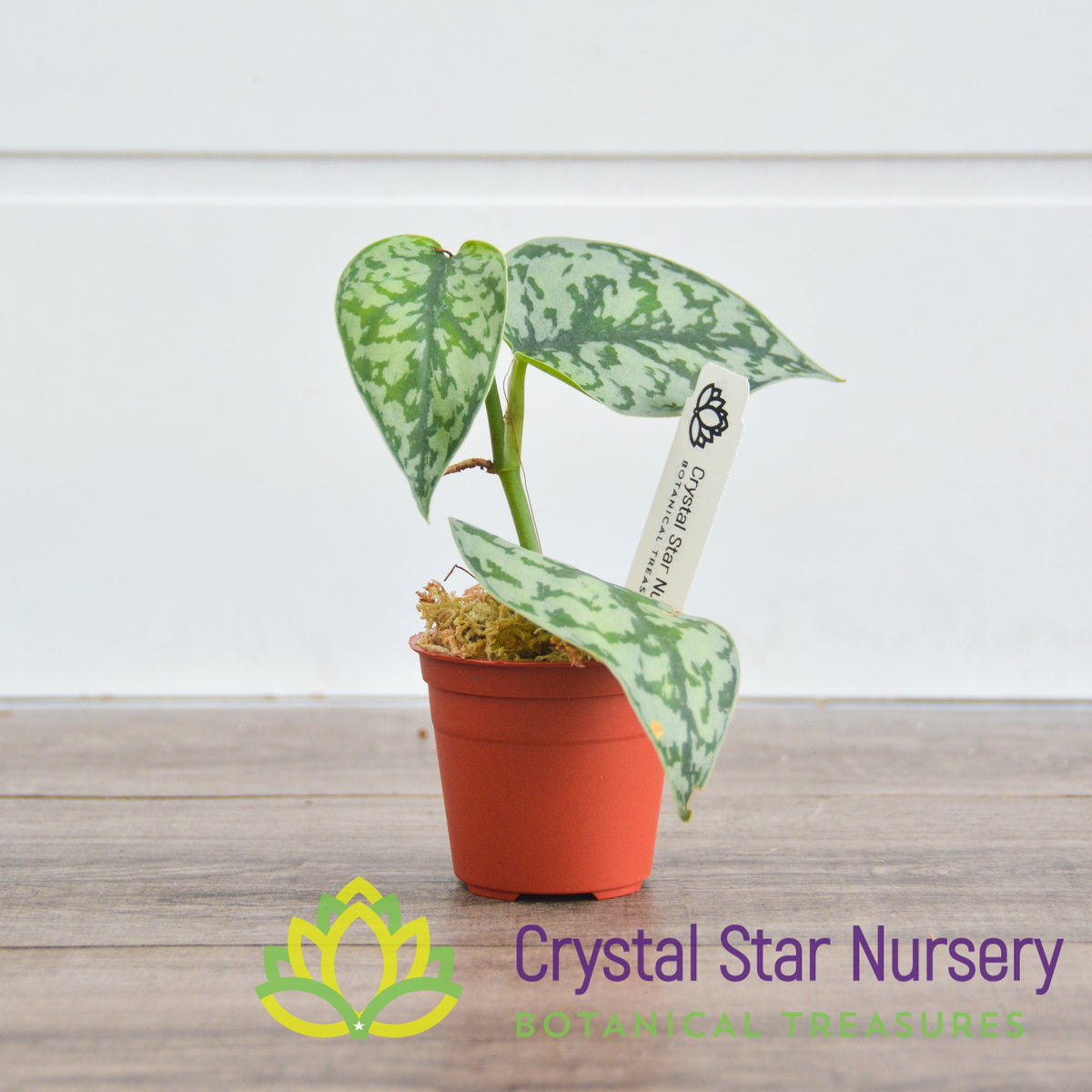 Scindapsus Silver Lady