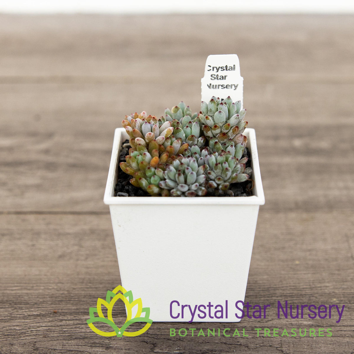 Sedum Blue Beans