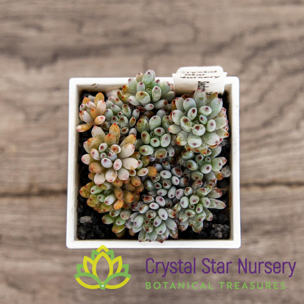 Sedum Blue Beans