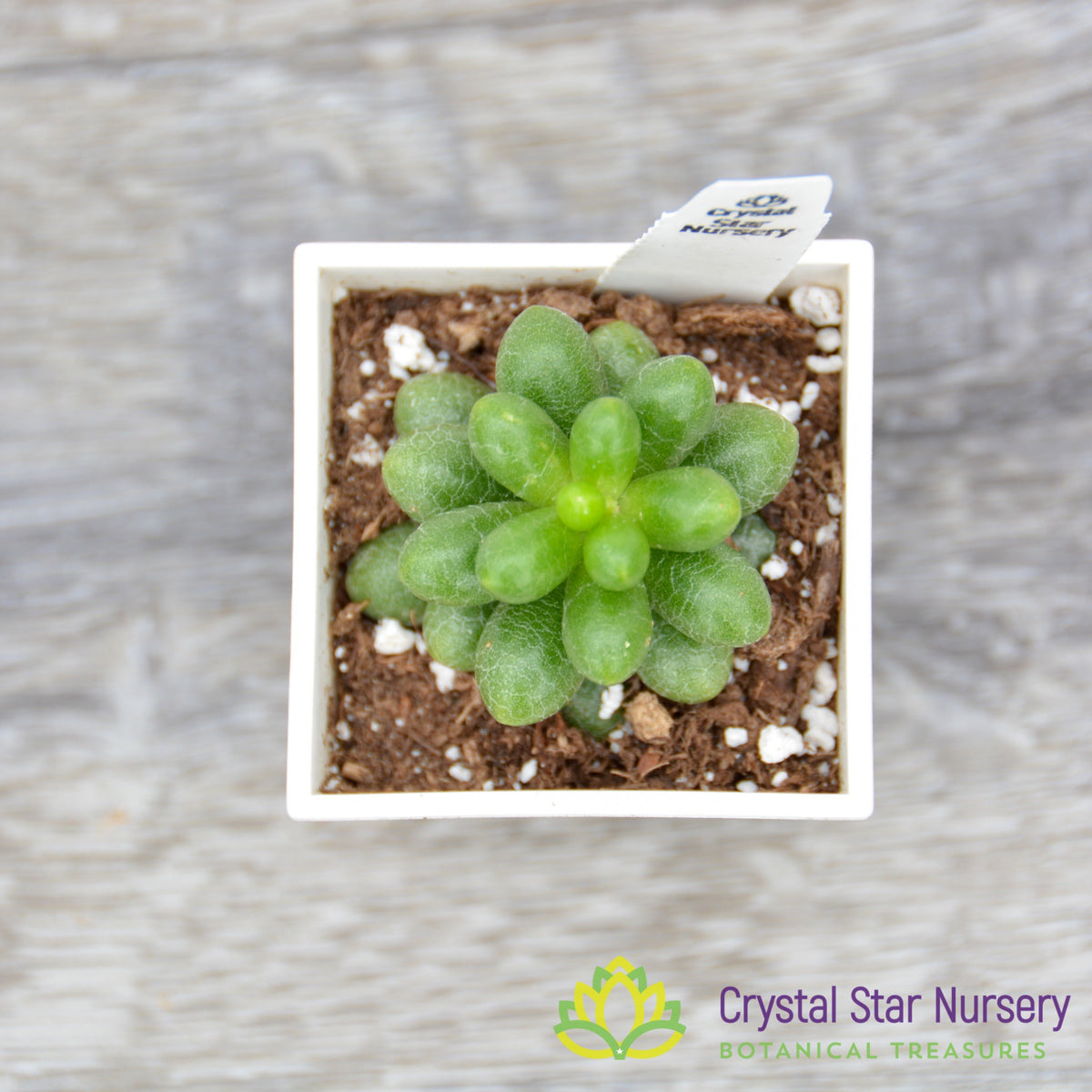Sedum Hernandezii