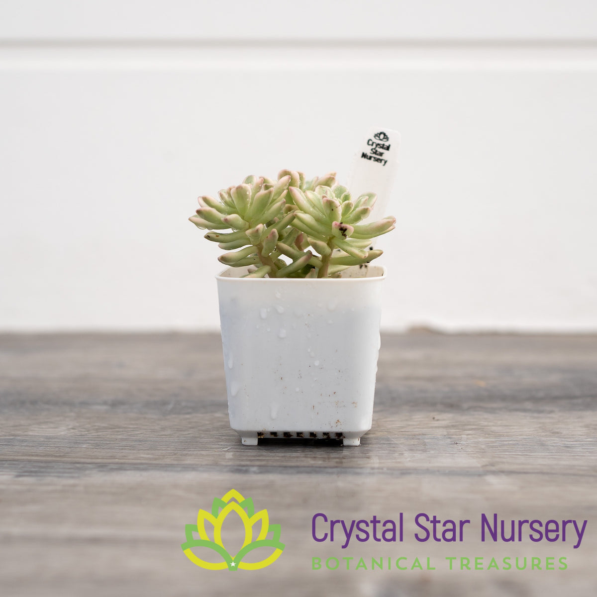 Sedum Joyce Tulloch Variegated