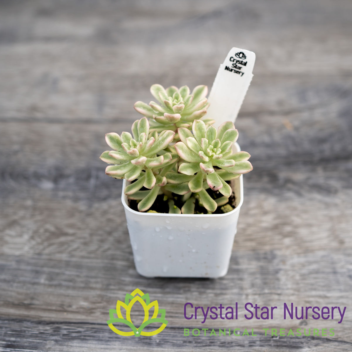 Sedum Joyce Tulloch Variegated