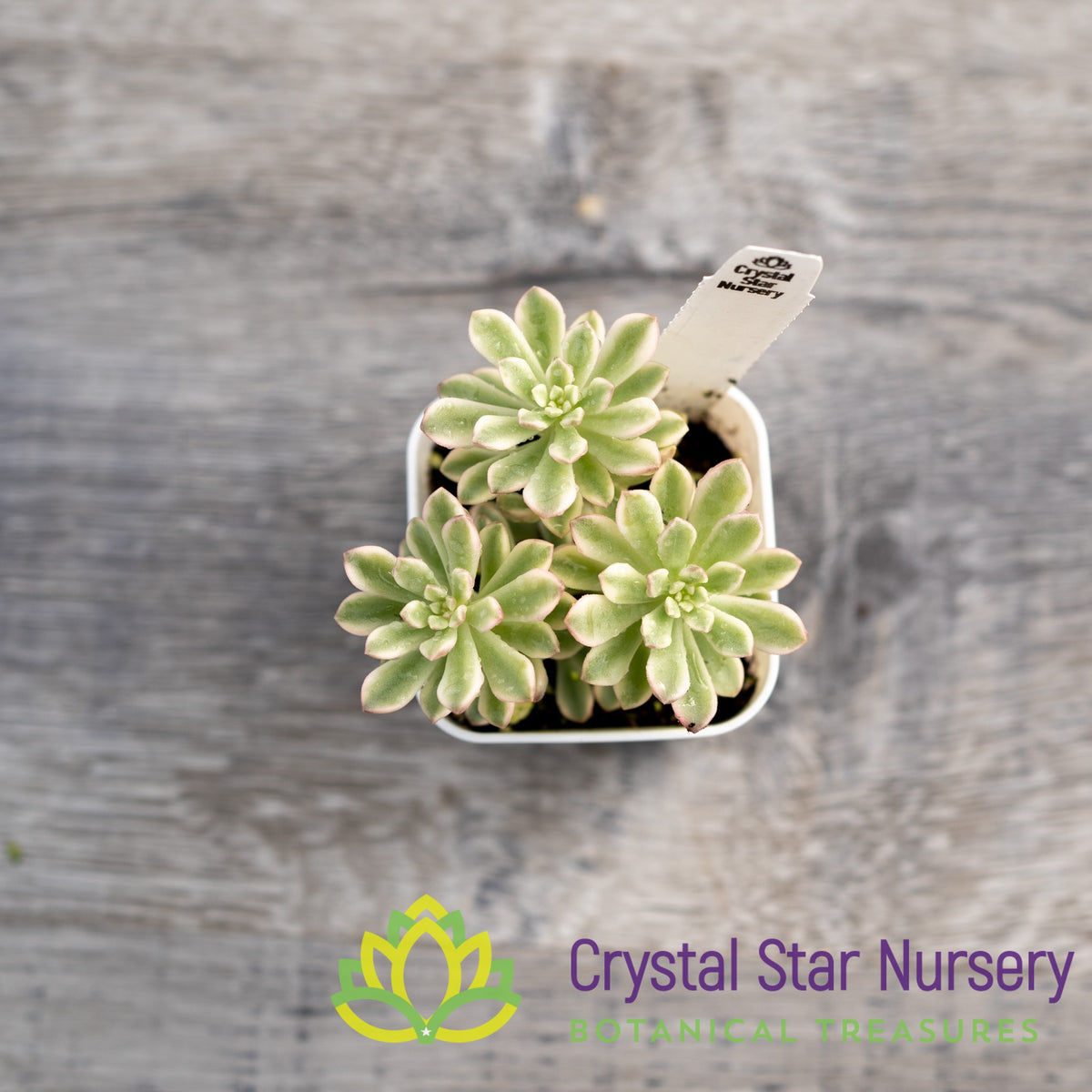 Sedum Joyce Tulloch Variegated