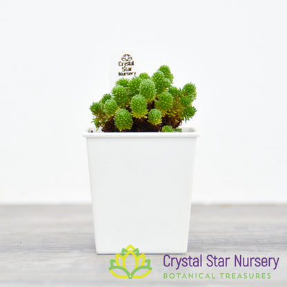 Sedum Multiceps