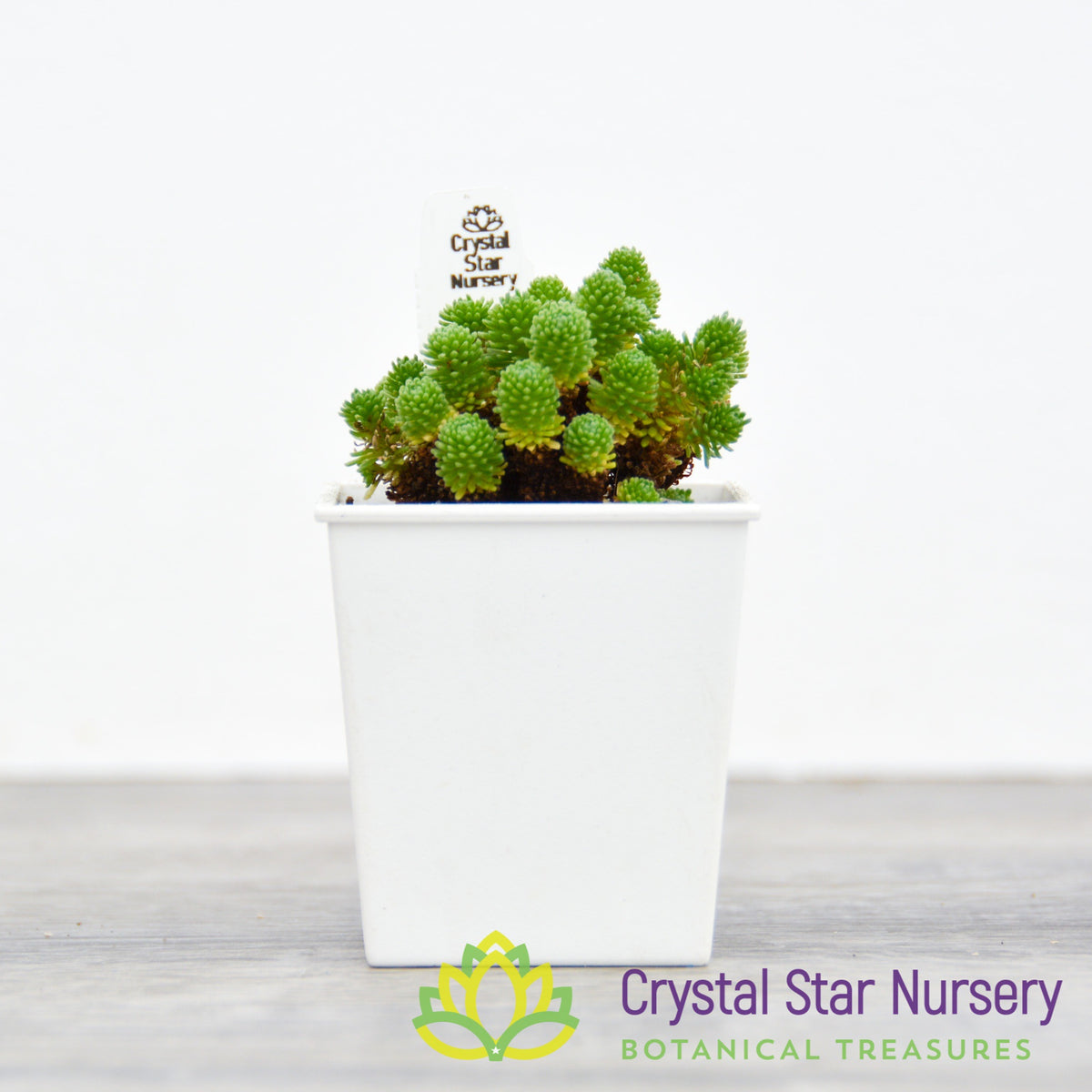 Sedum Multiceps