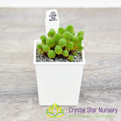 Sedum Multiceps