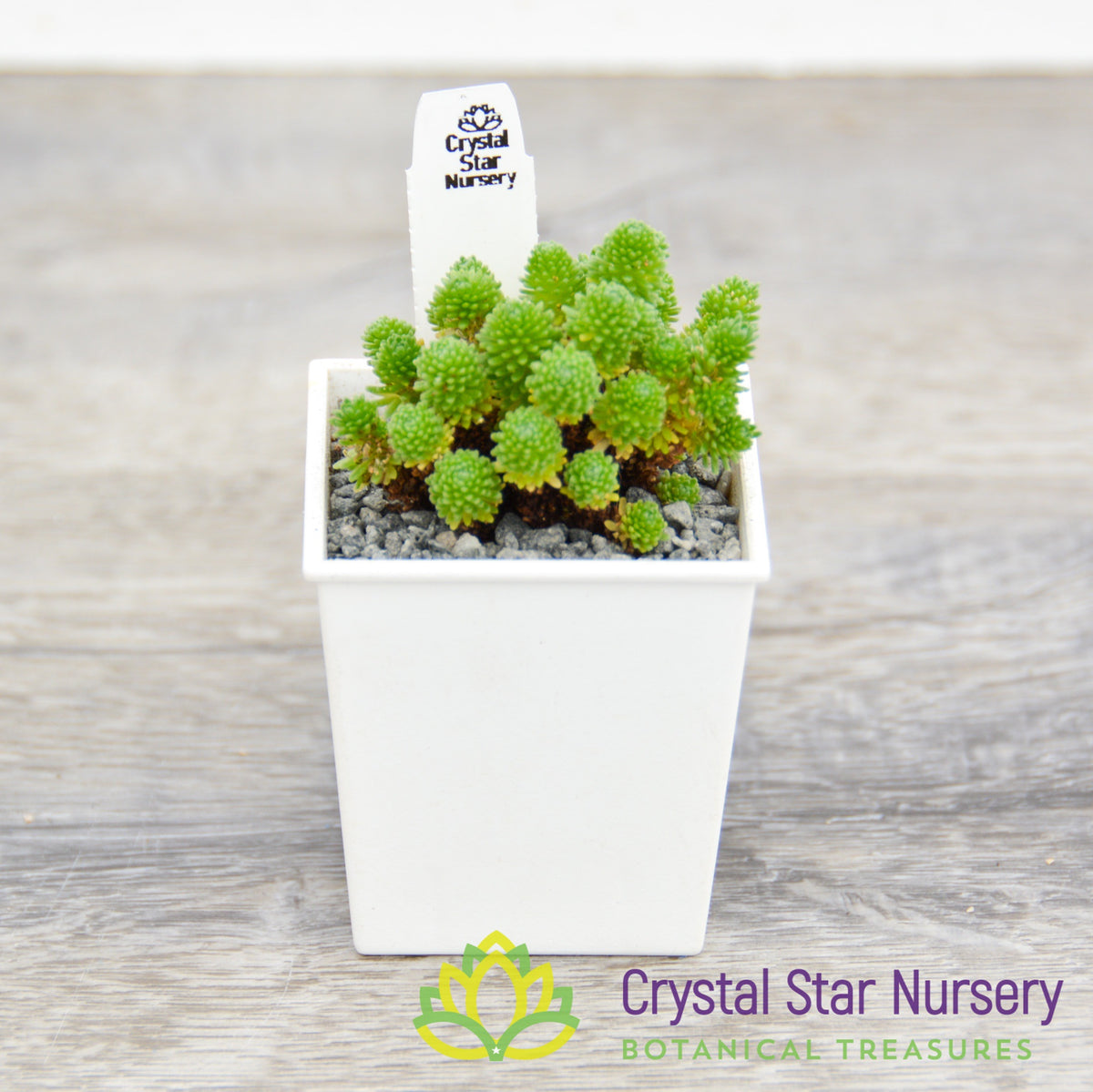 Sedum Multiceps
