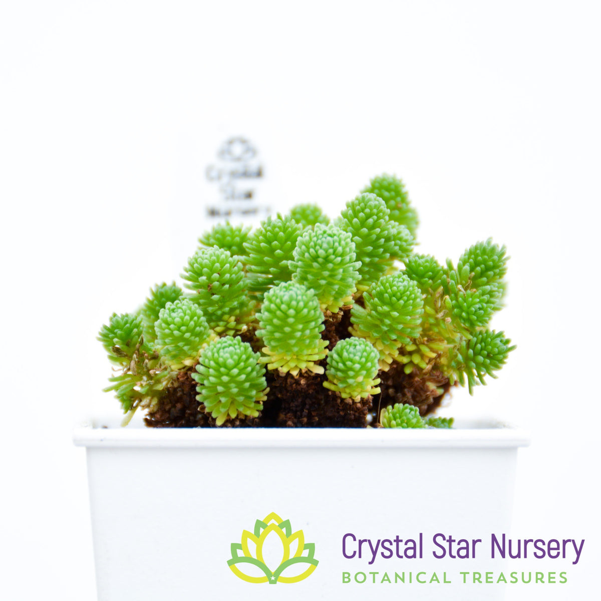 Sedum Multiceps
