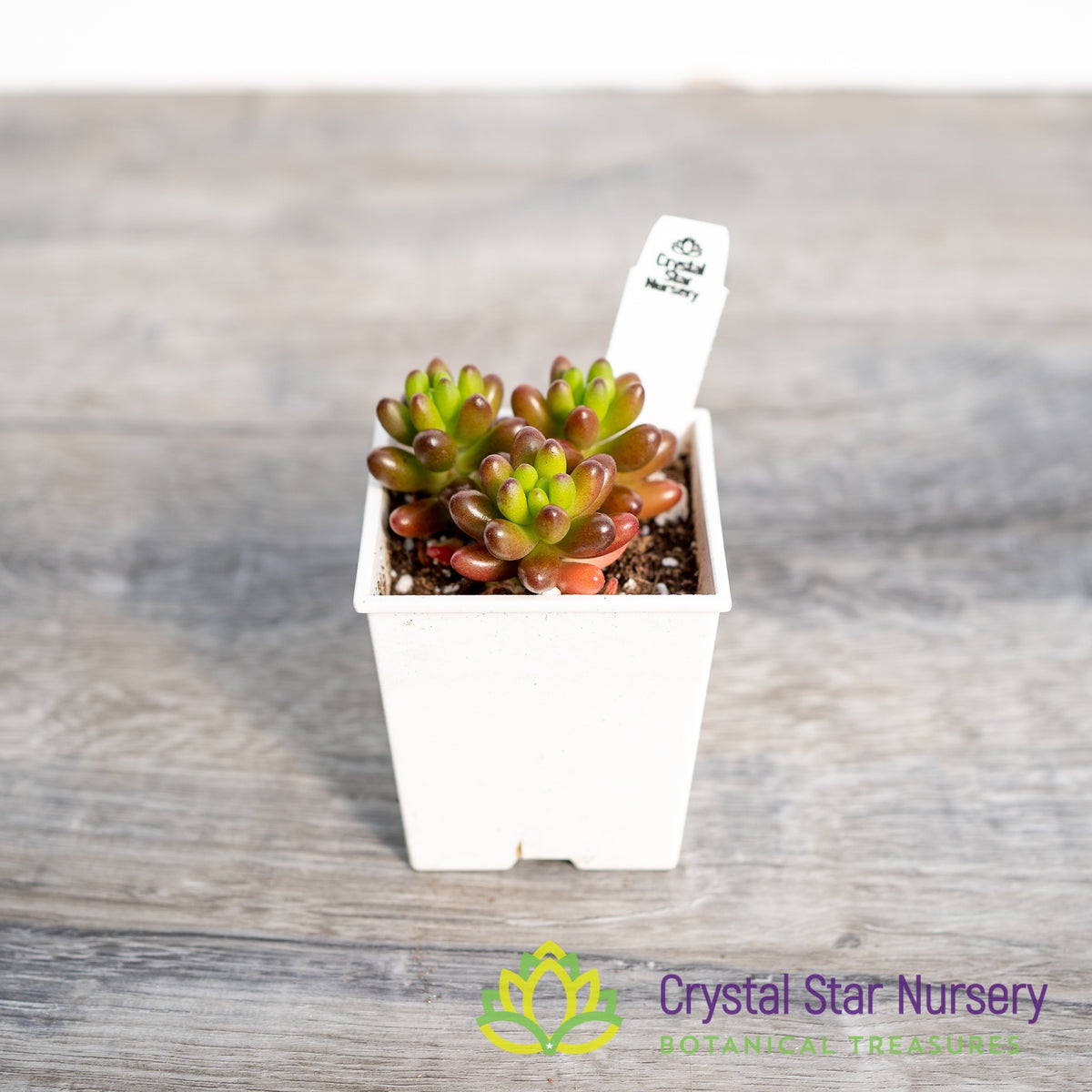 Sedum Rubrotinctum