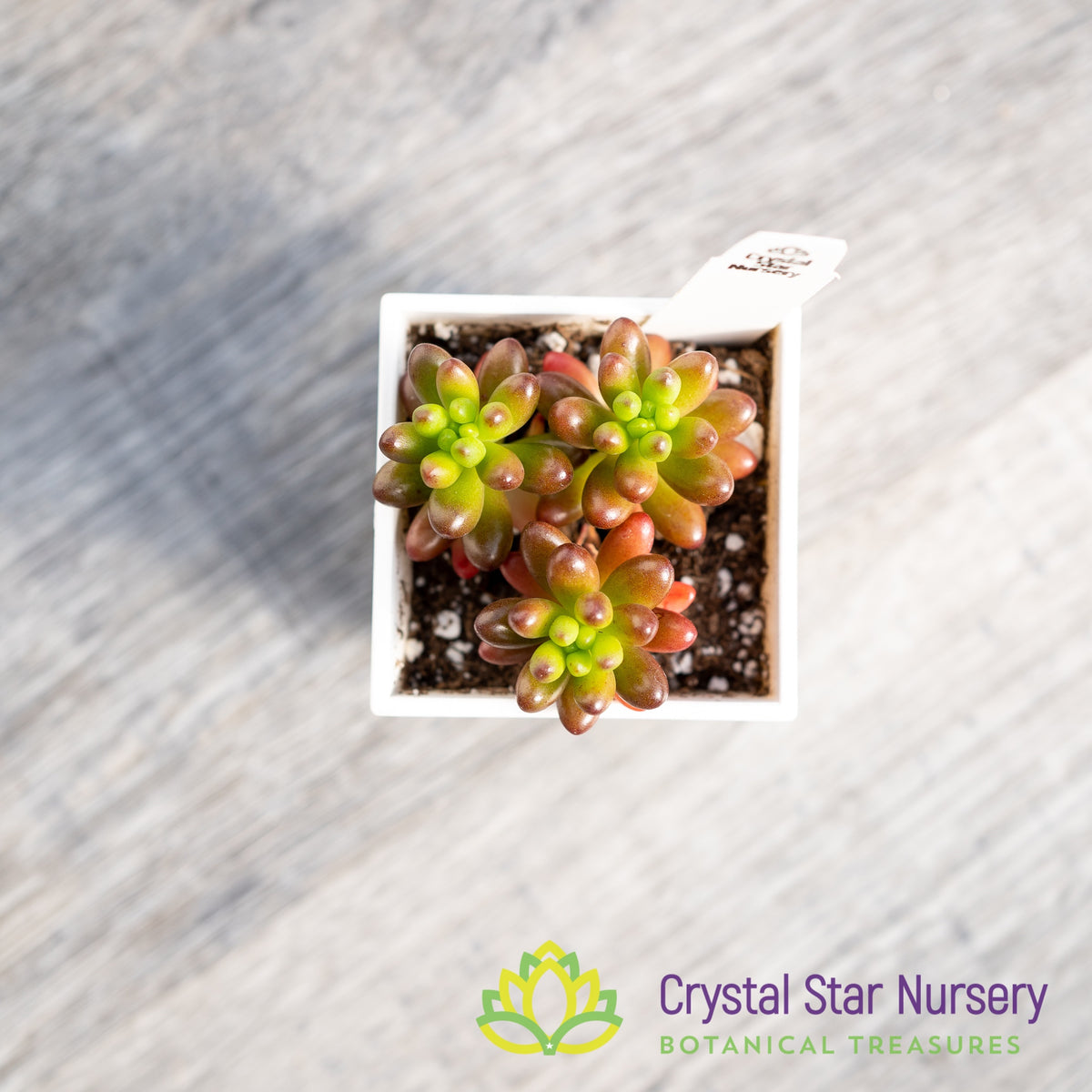 Sedum Rubrotinctum