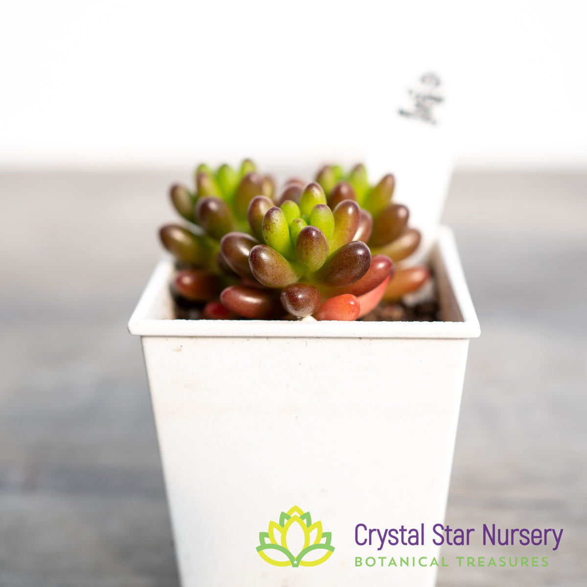 Sedum Rubrotinctum