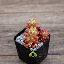 Sedum Rubrotinctum 'Aurora'
