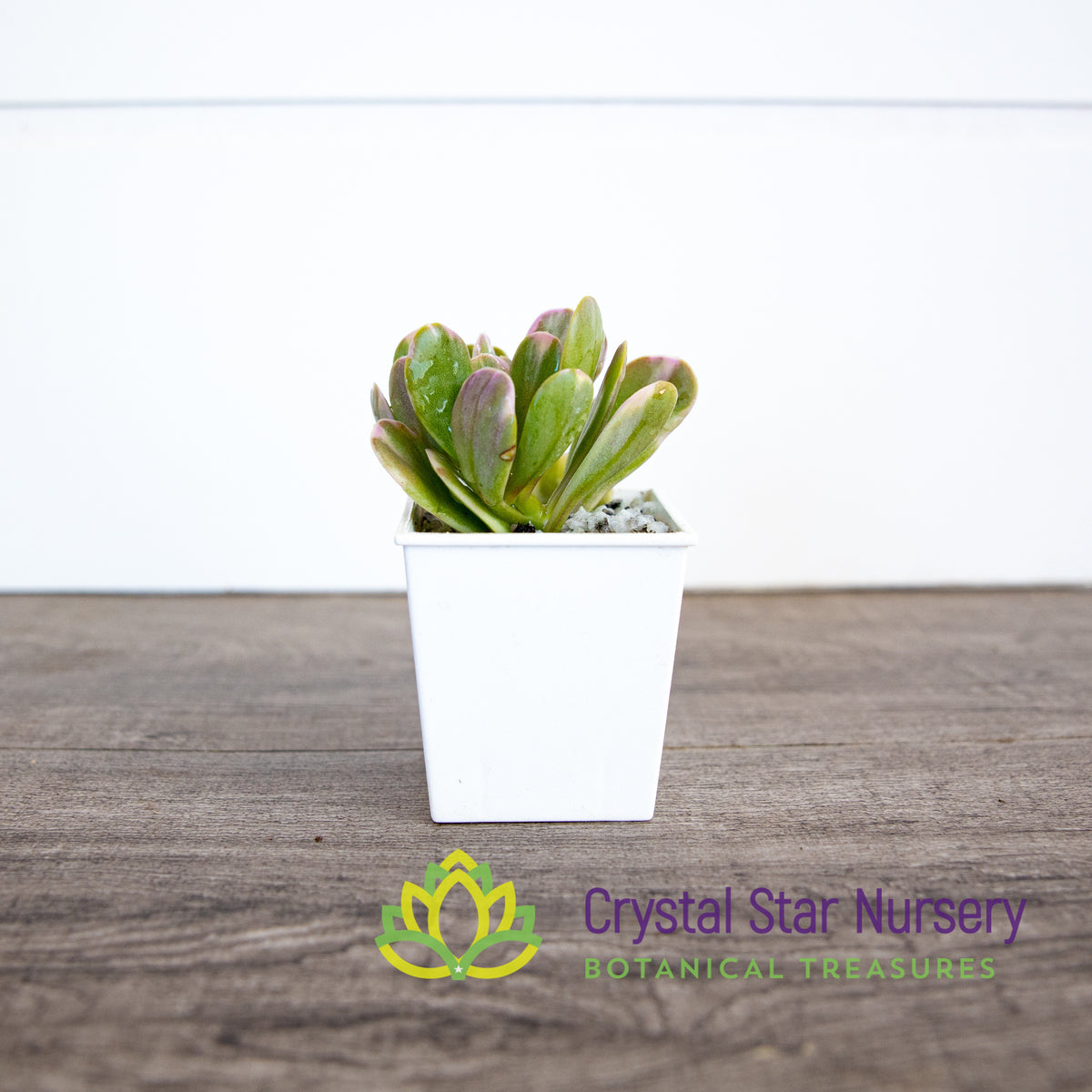 Senecio Jacobsenii Variegated - Trailing Jade