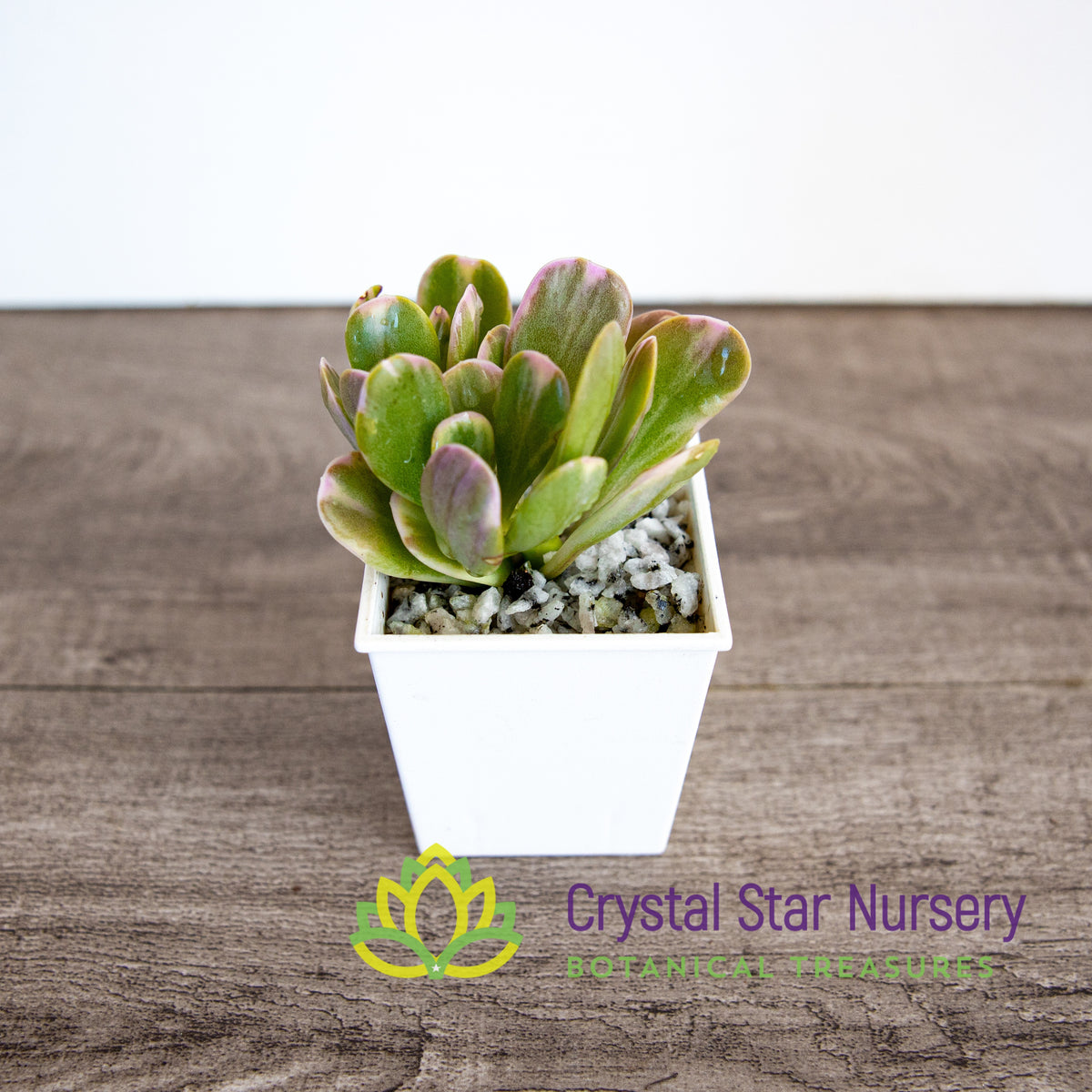 Senecio Jacobsenii Variegated - Trailing Jade