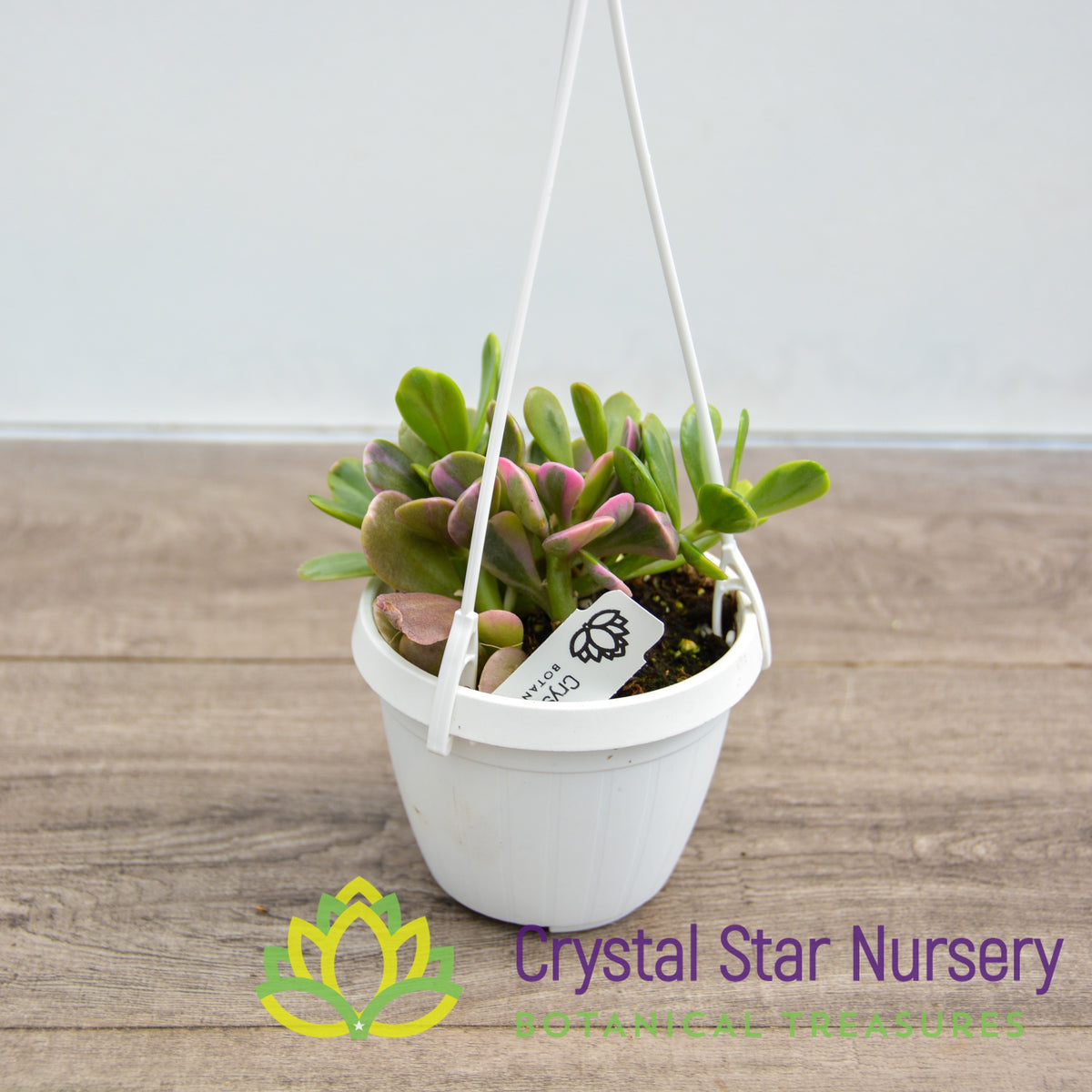 Senecio Jacobsenii Variegated - Trailing Jade