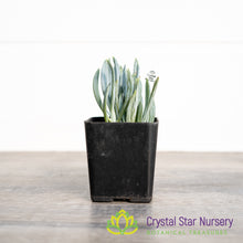 Senecio Mandraliscae (Blue Chalksticks)