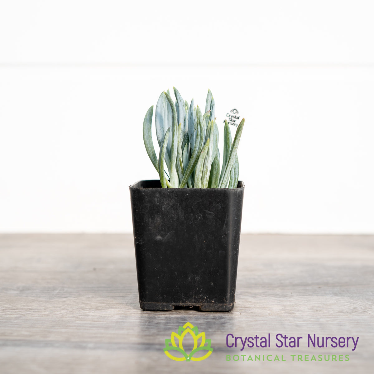 Senecio Mandraliscae (Blue Chalksticks)