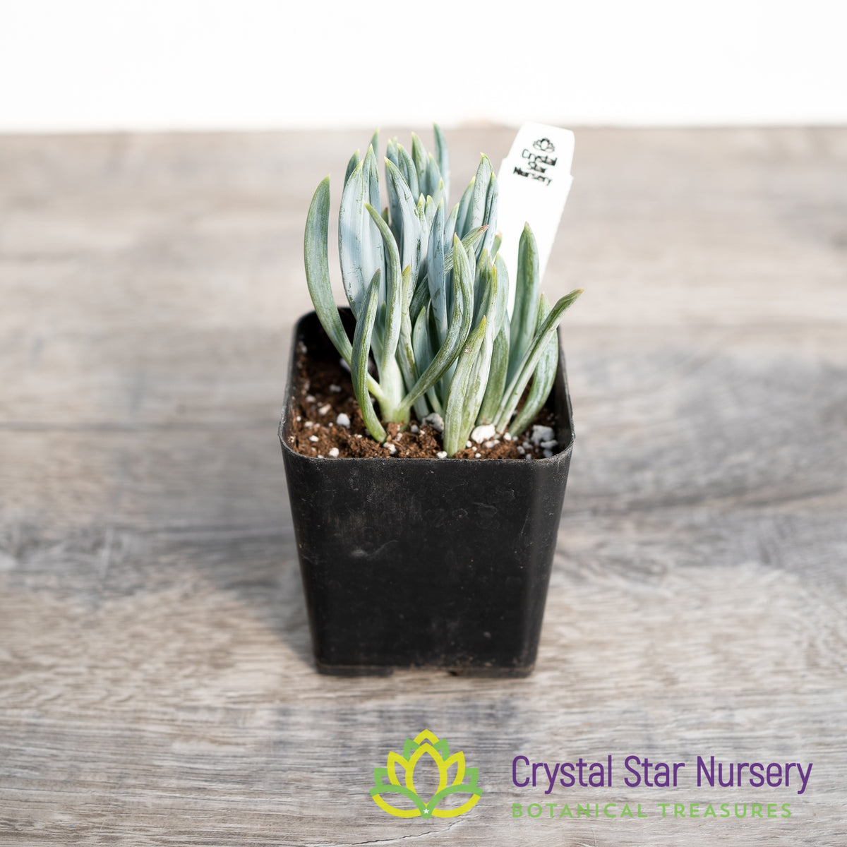Senecio Mandraliscae (Blue Chalksticks)