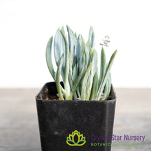 Senecio Mandraliscae (Blue Chalksticks)