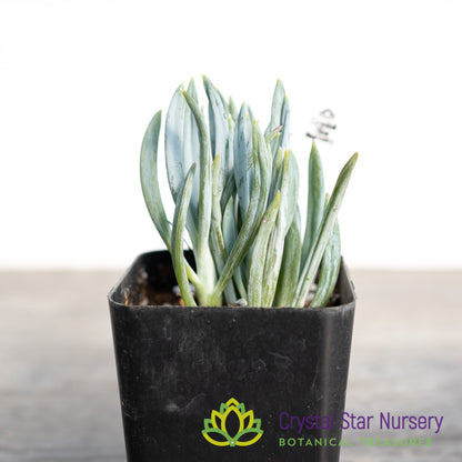 Senecio Mandraliscae (Blue Chalksticks)