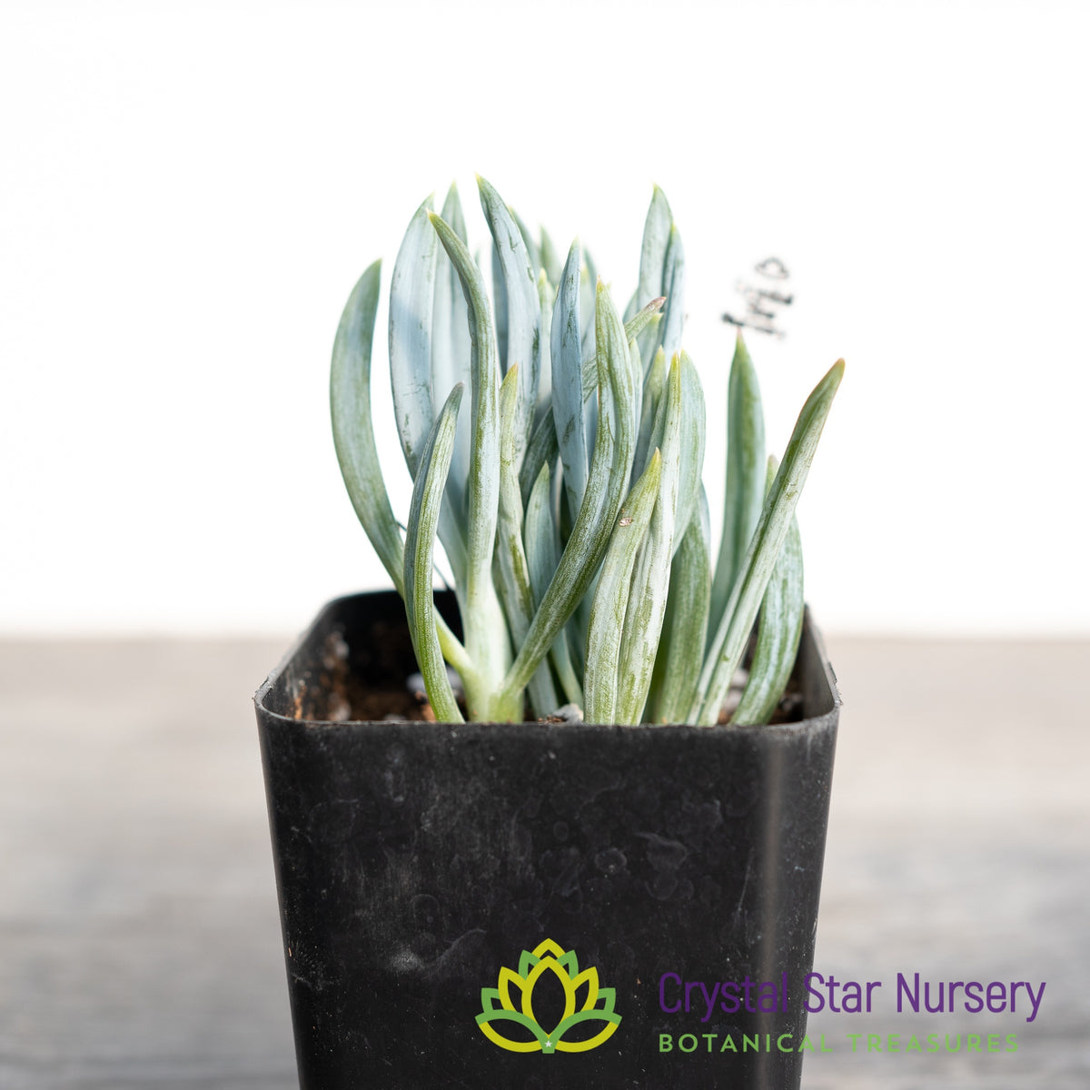 Senecio Mandraliscae (Blue Chalksticks)