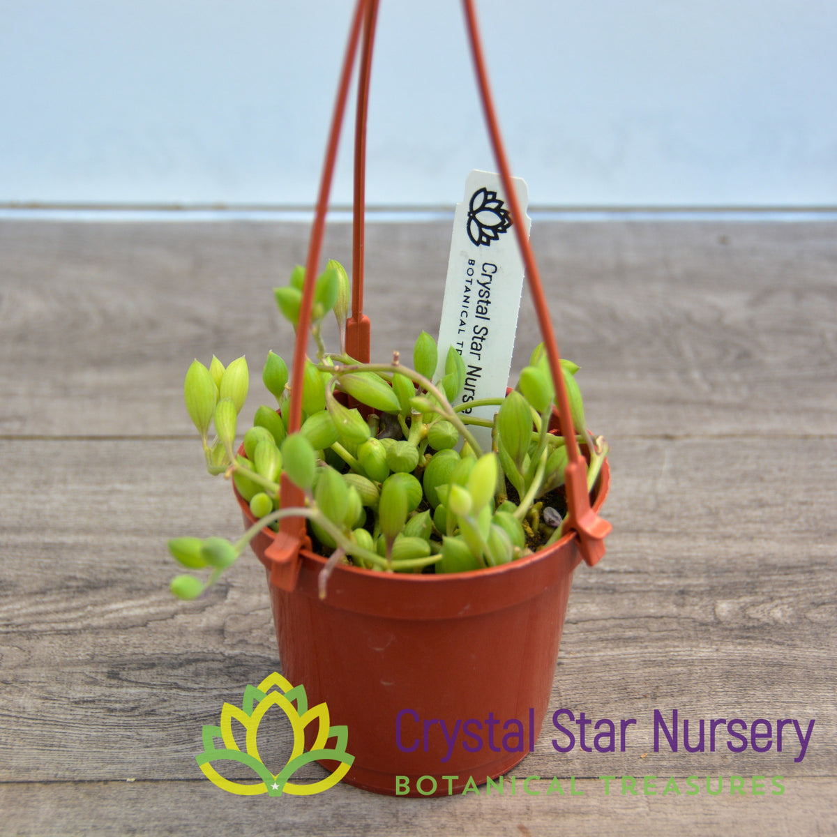 Senecio/Curio Herreanus &#39;String of watermelon&#39;