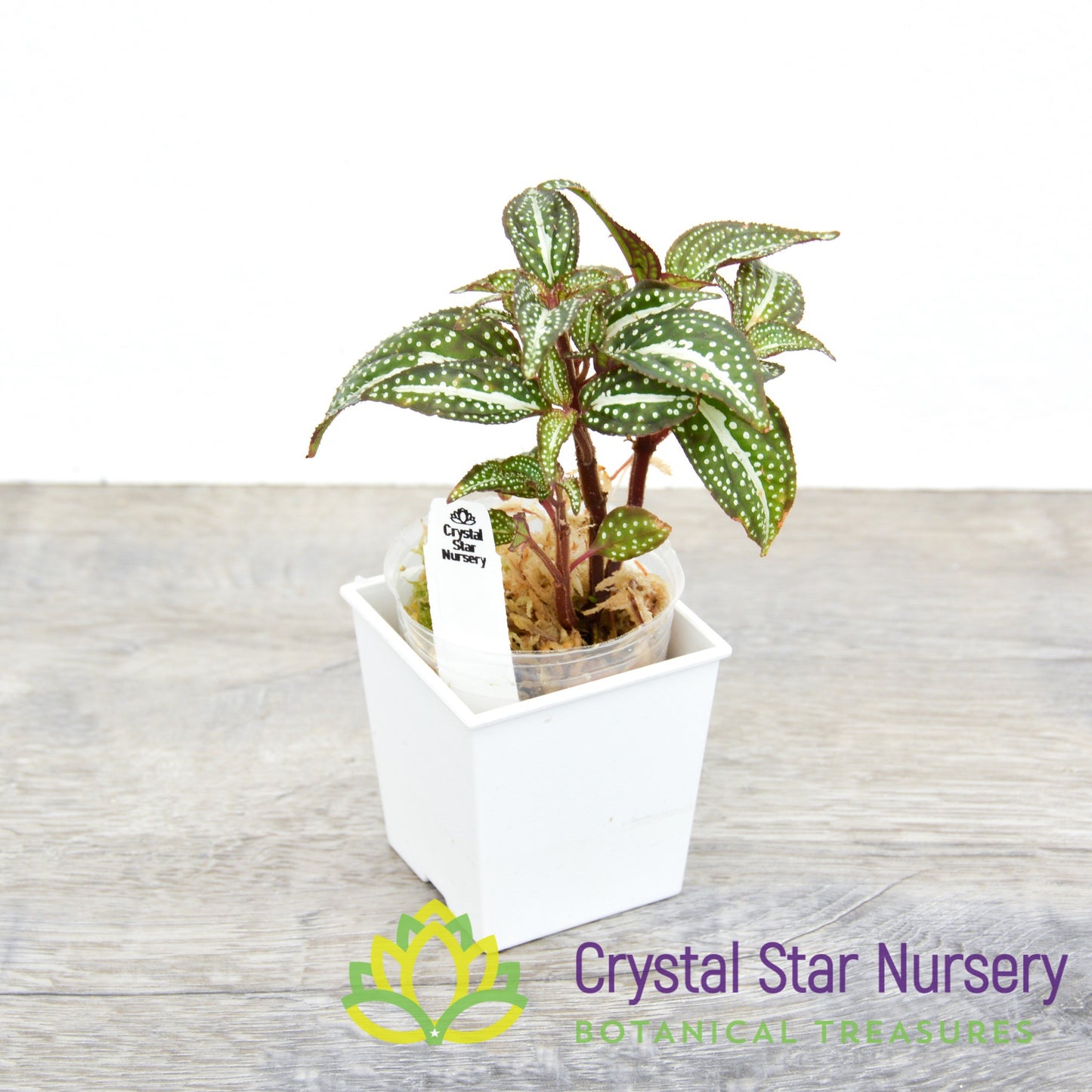 Sonerila sp. 'Green Spotted'