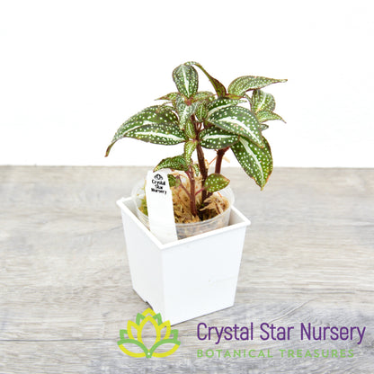 Sonerila sp. 'Green Spotted'