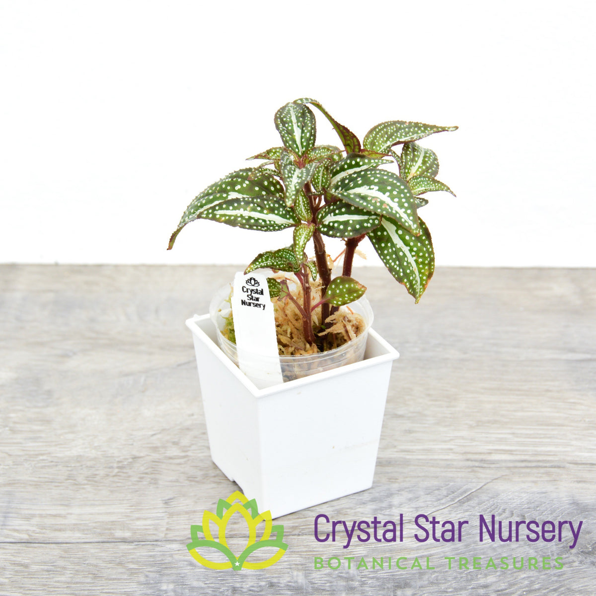 Sonerila sp. &#39;Green Spotted&#39;