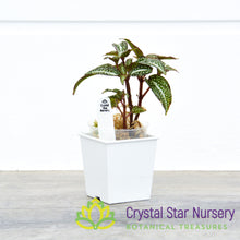 Sonerila sp. 'Green Spotted'