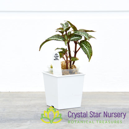 Sonerila sp. 'Green Spotted'