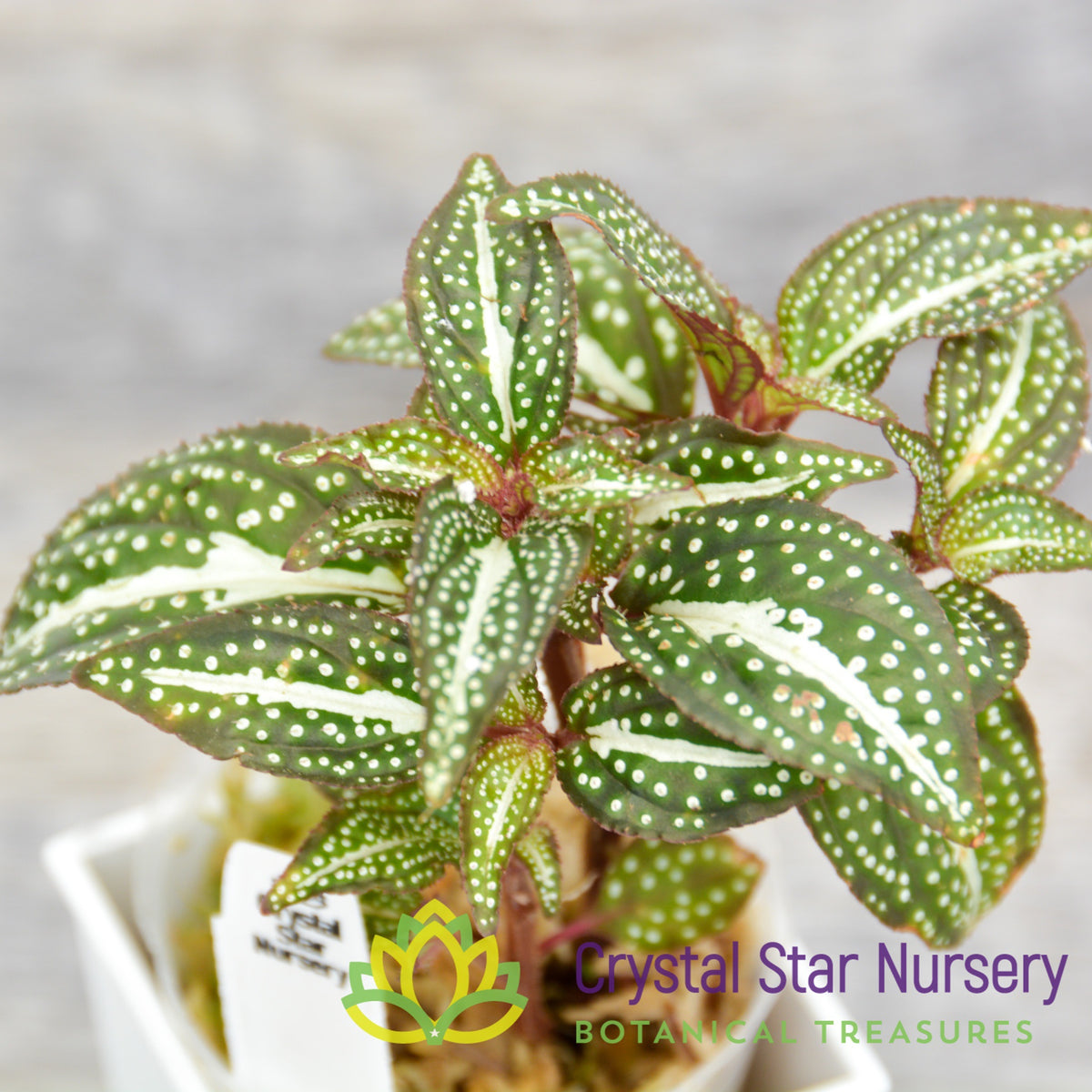 Sonerila sp. &#39;Green Spotted&#39;