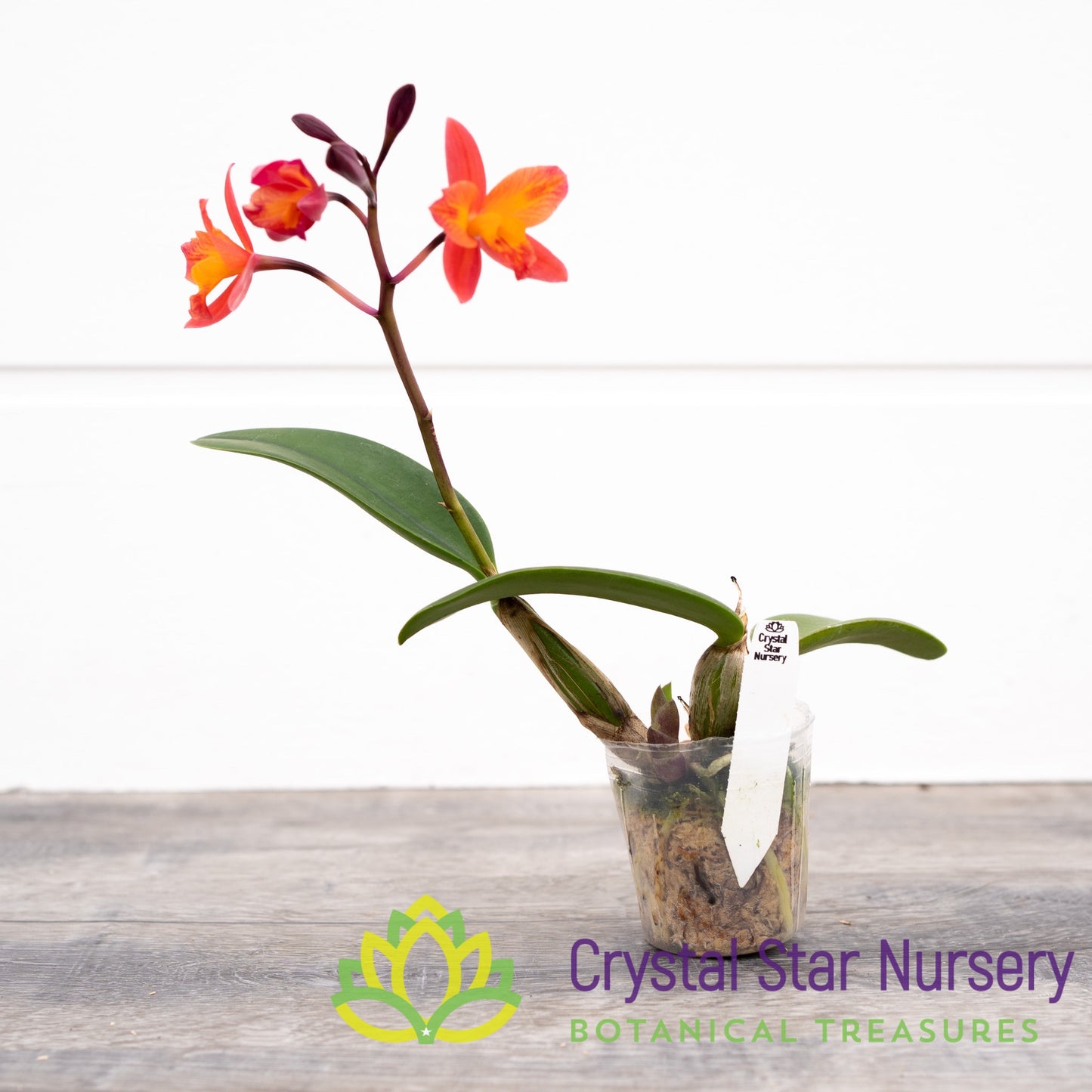 Cattleya Tangerine Fire 'Mini Sun'