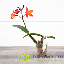 Cattleya Tangerine Fire 'Mini Sun'