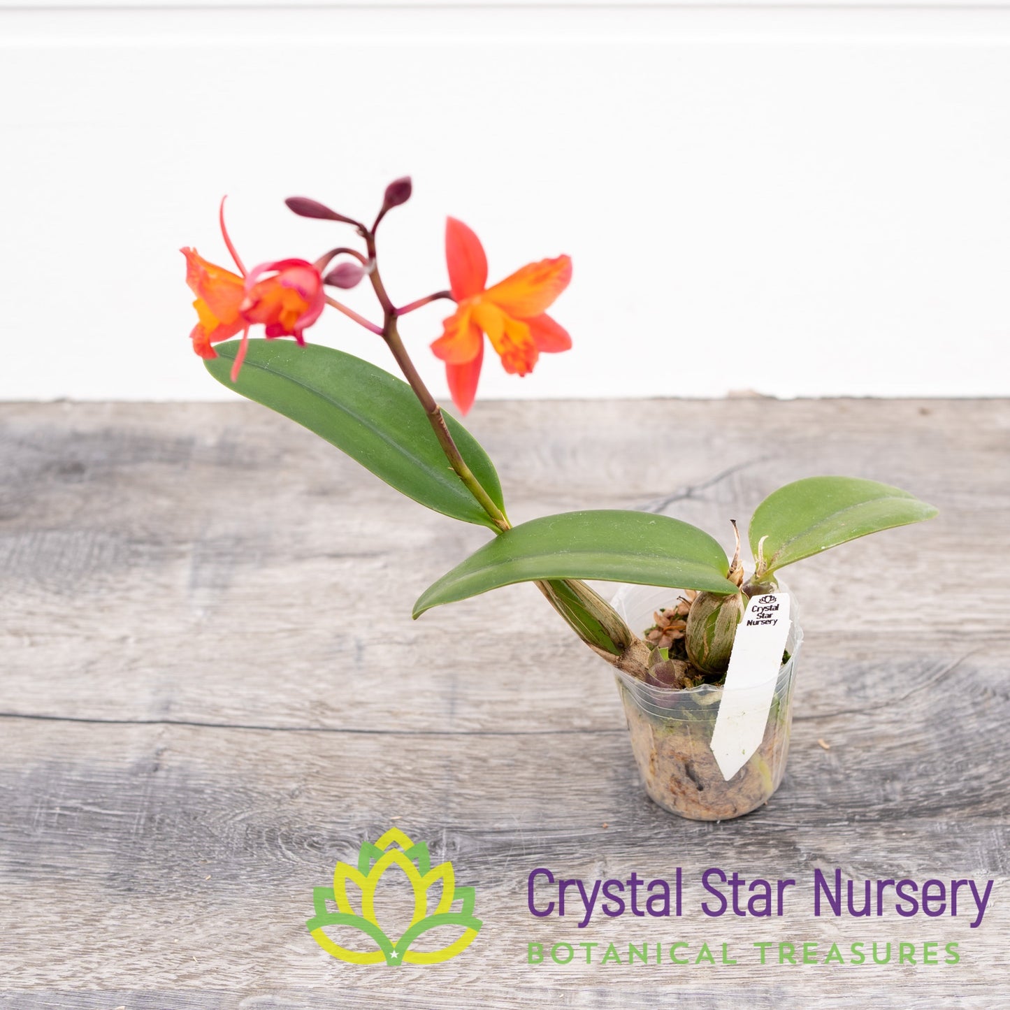 Cattleya Tangerine Fire 'Mini Sun'