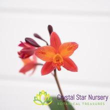 Cattleya Tangerine Fire 'Mini Sun'